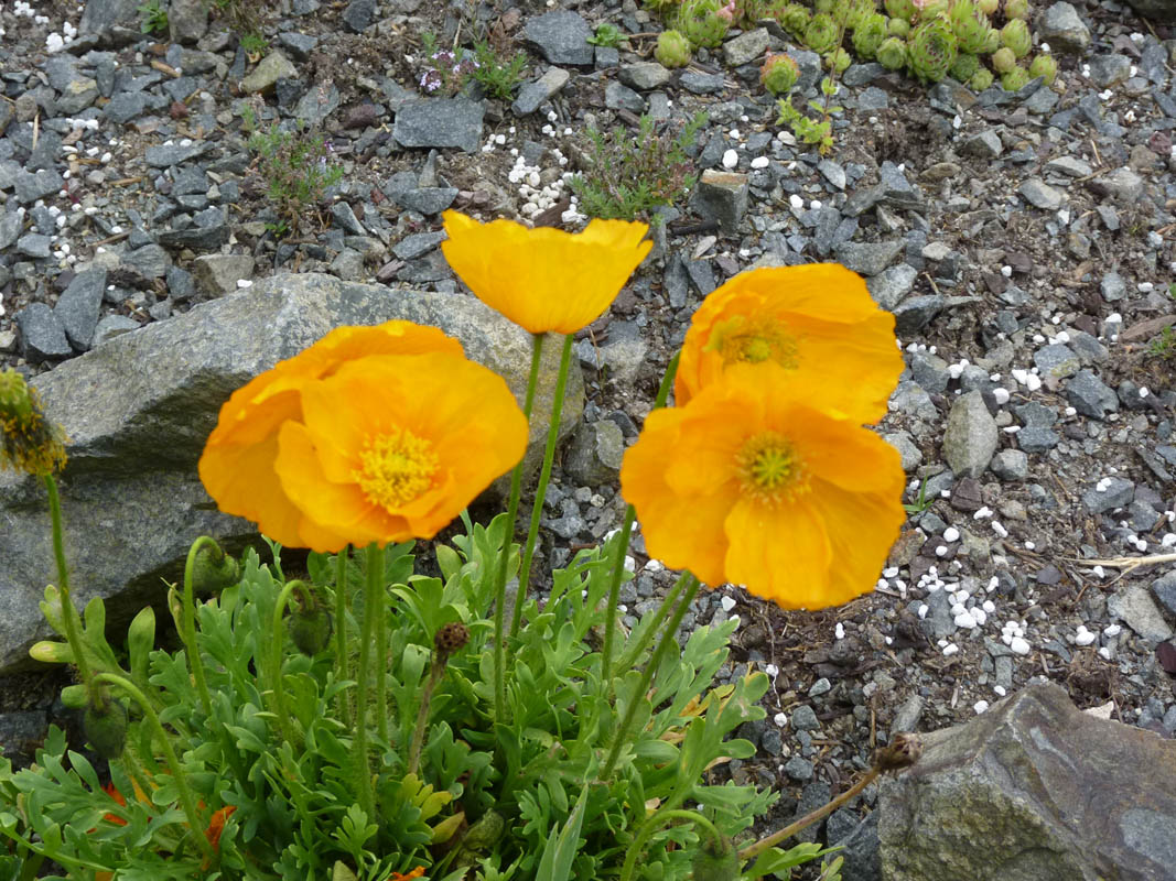 Papaver alpinum photo